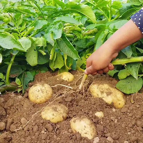 Pommes de terre
