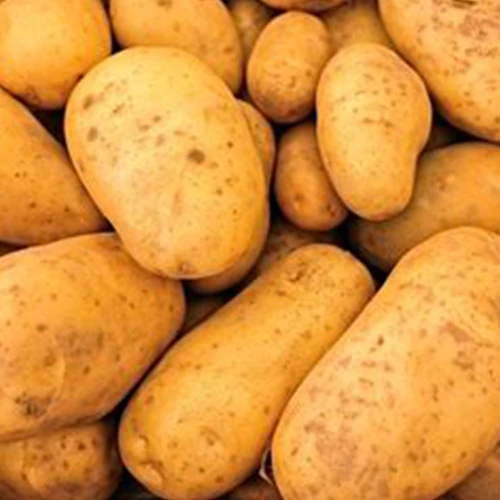 Pommes de terre