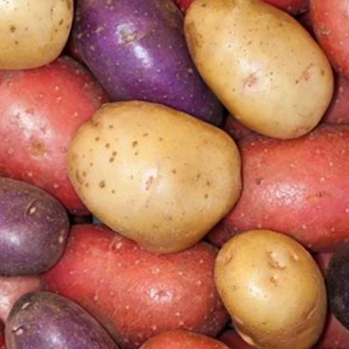 Pommes de terre