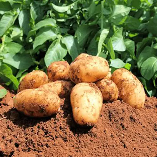 Pommes de terre