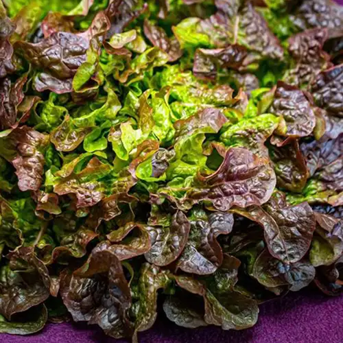 Salades