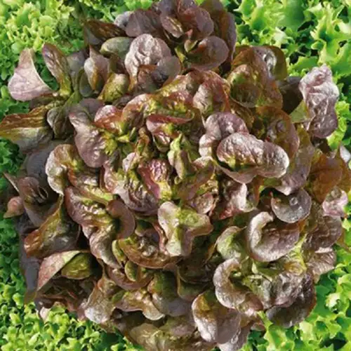 Salades