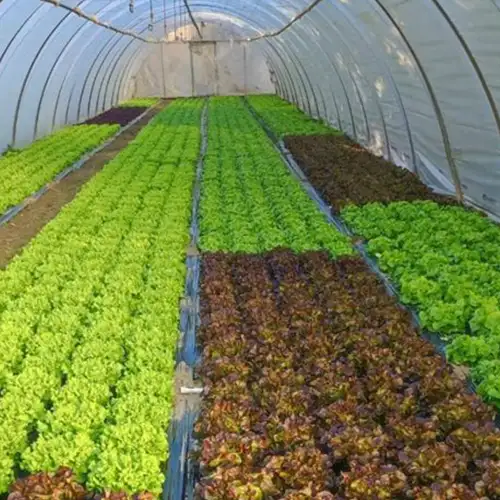 Salades