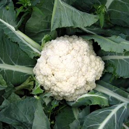 Chou-fleur