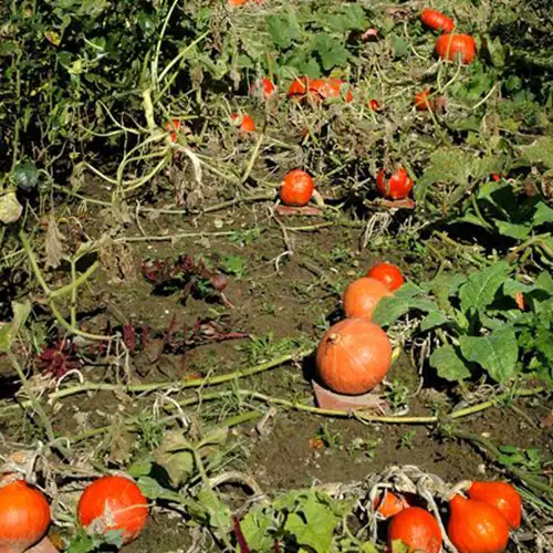 Courge potimarron