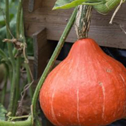 Courge potimarron