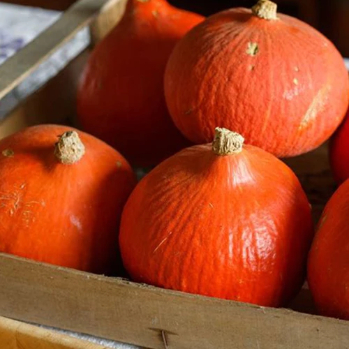 Courge potimarron