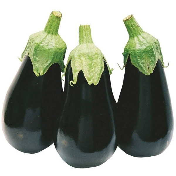 Aubergine