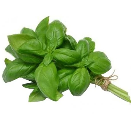 Basilic