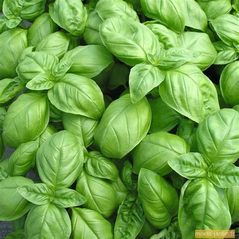 Basilic