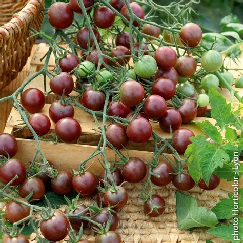 Tomate cerise cocktail