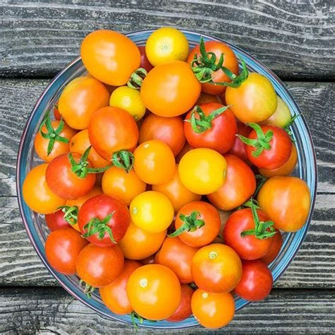 Tomate cerise cocktail