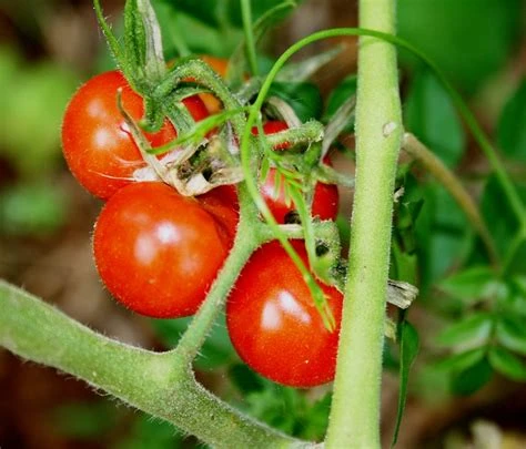 Tomate cerise cocktail