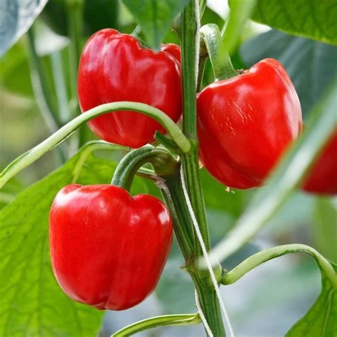 Poivron rouge