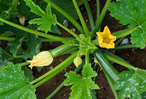 Courgette