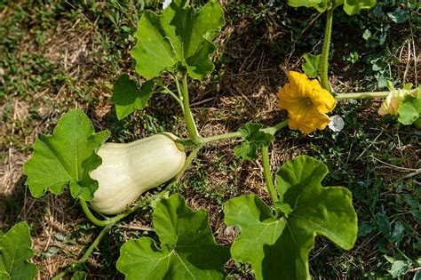 Butternut