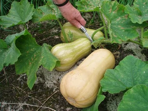 Butternut