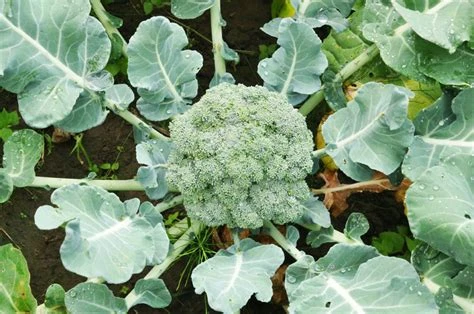 Brocoli