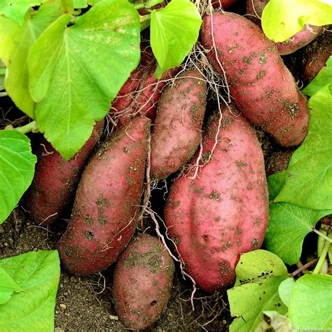 Patate douce