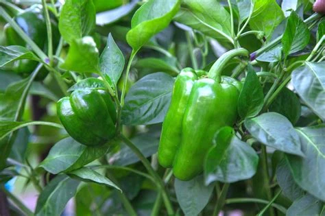 Poivron vert