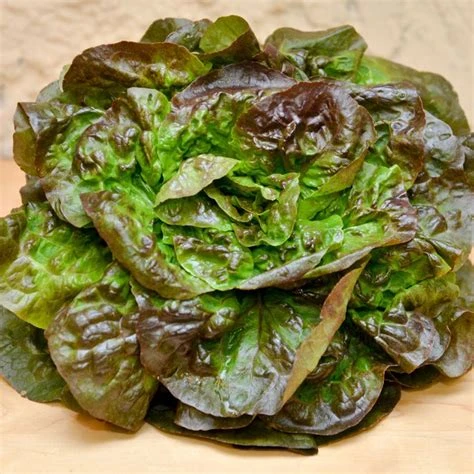laitue rougette