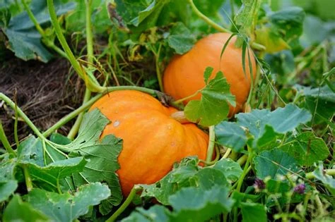 Citrouille