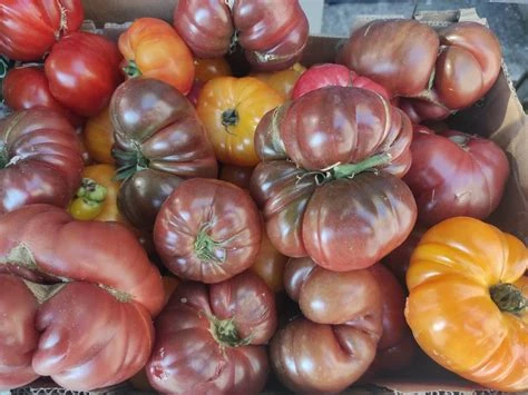 Tomate ancienne