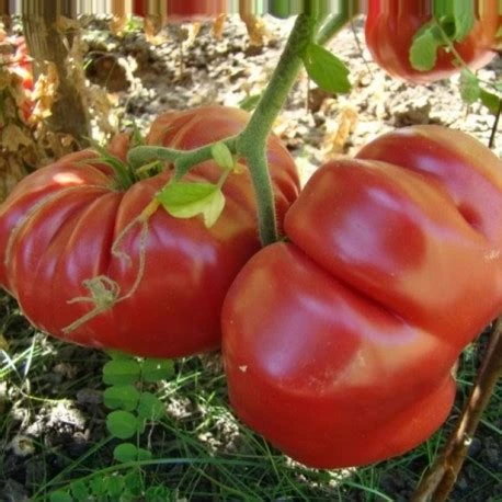 Tomate ancienne