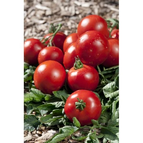 Tomate ronde