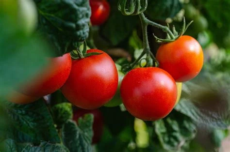Tomate ronde