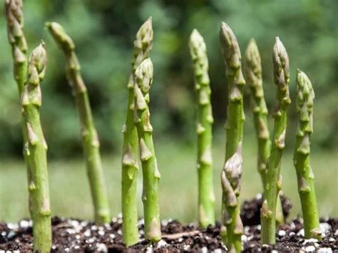 Asperge