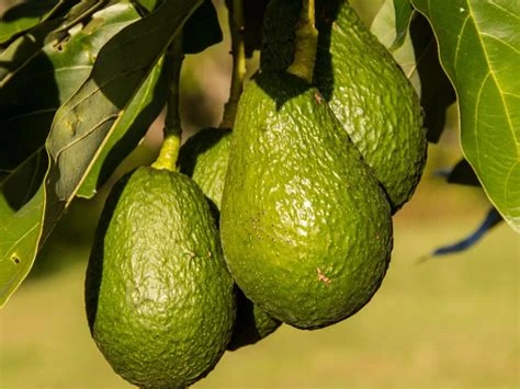 Avocat