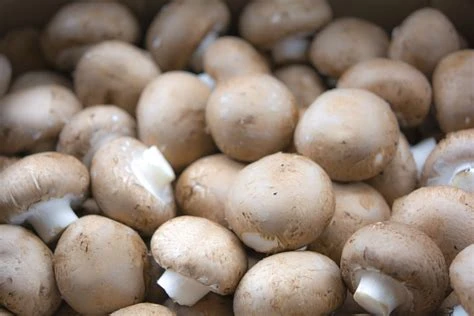 Champignon