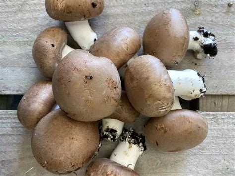 Champignon
