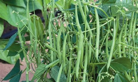 Haricot vert