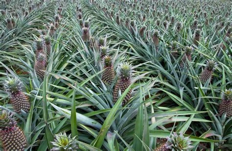 Ananas