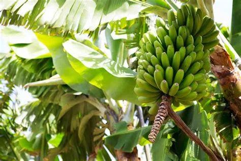 Banane