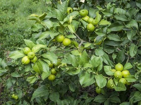 Citron vert