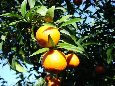 Clémentine corse
