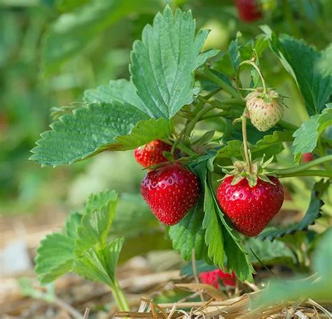 Fraise