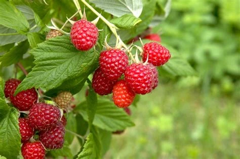 Framboise