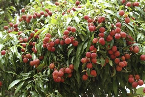 Litchi