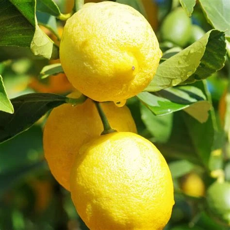 Citron