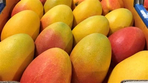 Mangue