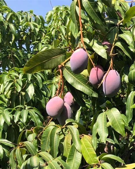Mangue