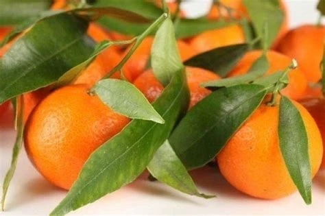 Mandarine