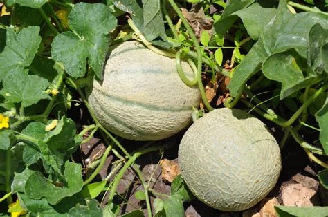 Melon