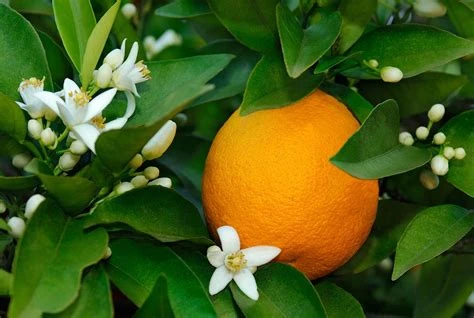 Orange