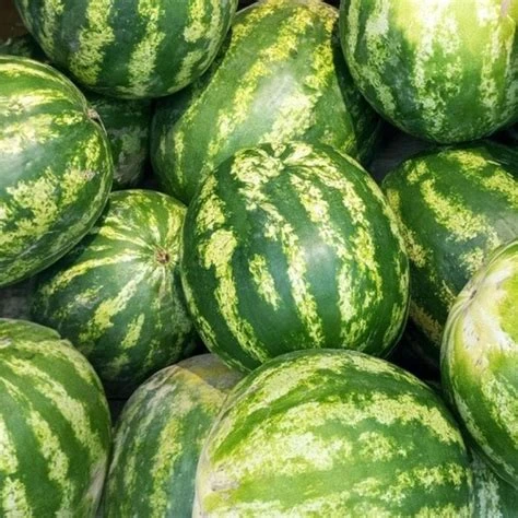 Pastèque