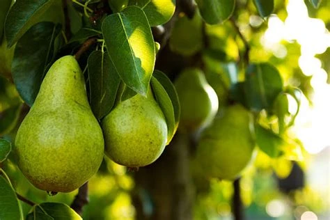 Poire